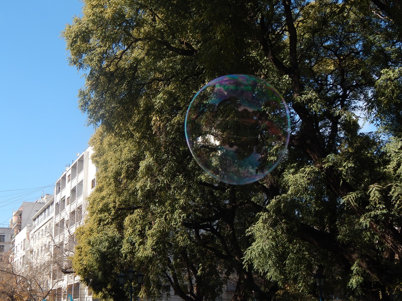 soap bubble bubble colors free photo