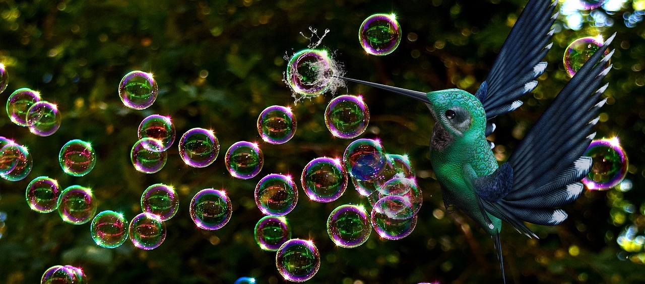 soap bubbles  bird  burst free photo