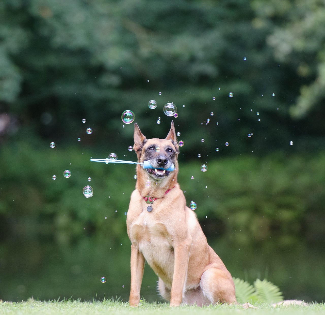 soap bubbles dog trick dog shows a trick free photo