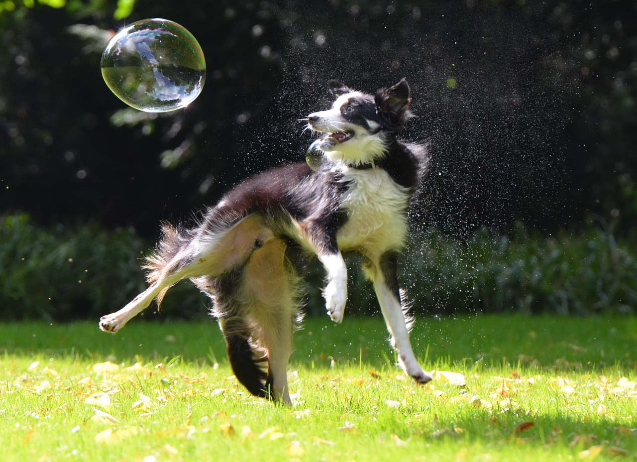 soap bubbles dog dog hunting soap bubbles free photo