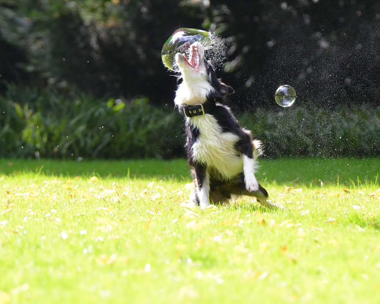 soap bubbles dog dog hunting soap bubbles free photo