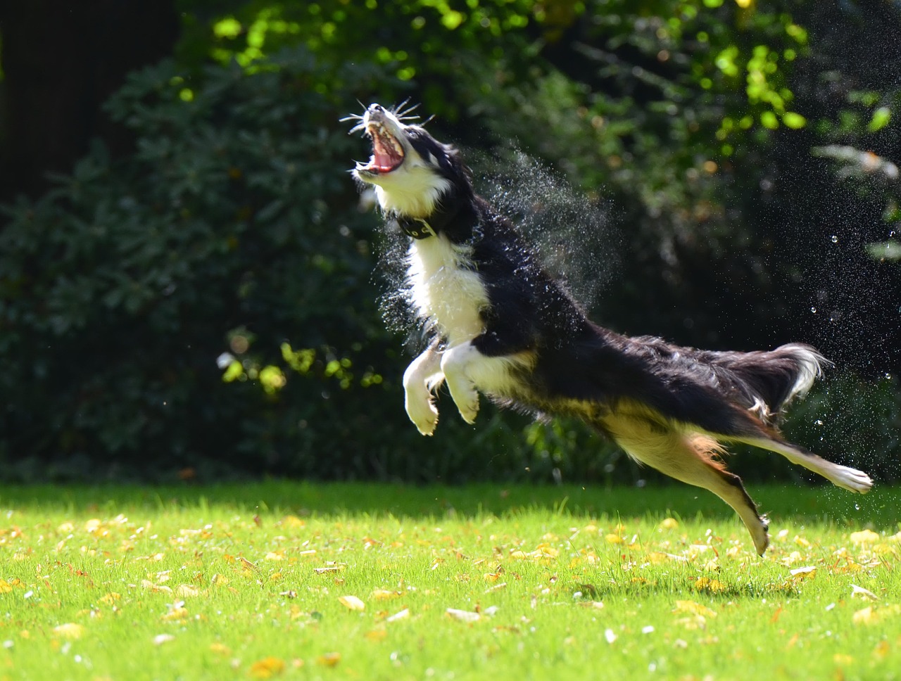 soap bubbles dog dog hunting soap bubbles free photo