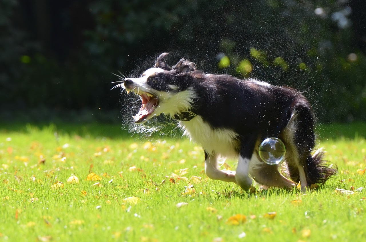 soap bubbles dog dog hunting soap bubbles free photo