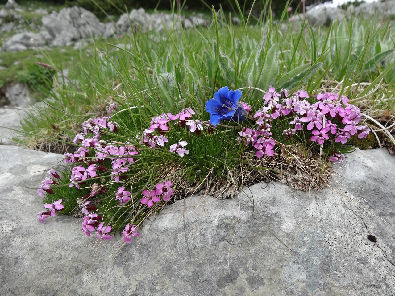 soapwort gentian carnation free photo