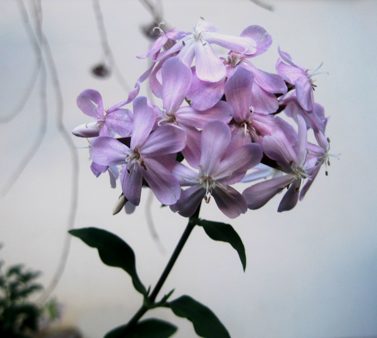 soapwort flowerhead florets free photo