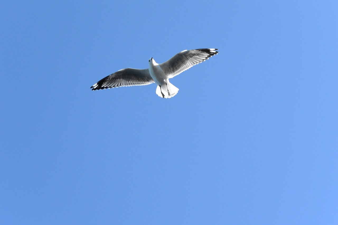 soaring bird flying free photo