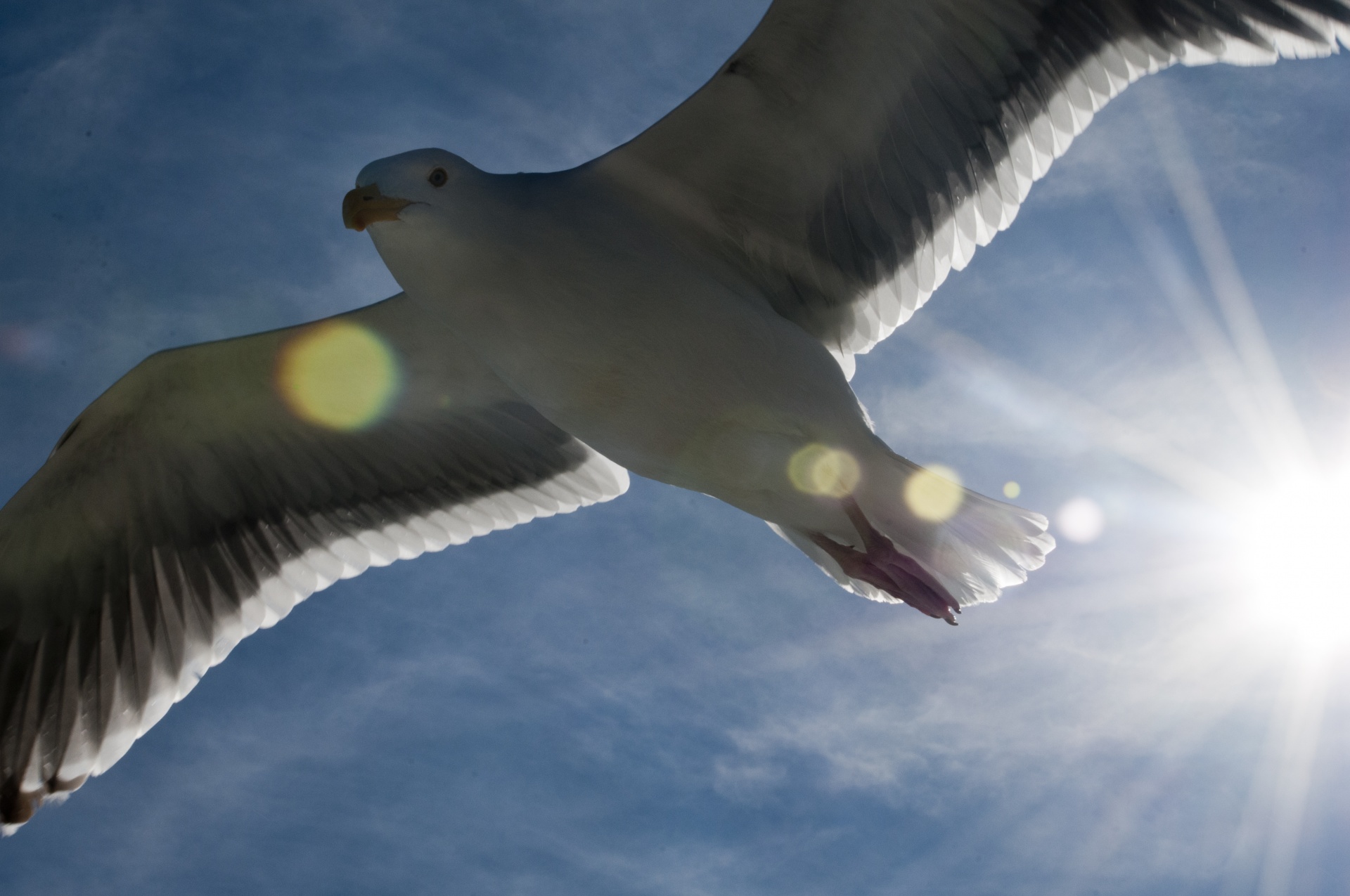seagull seagulls flying free photo
