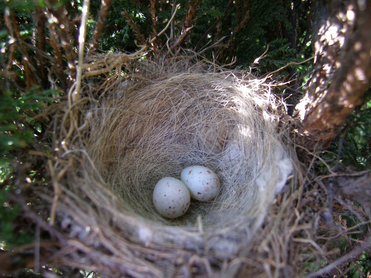 socket eggs bird's nest free photo