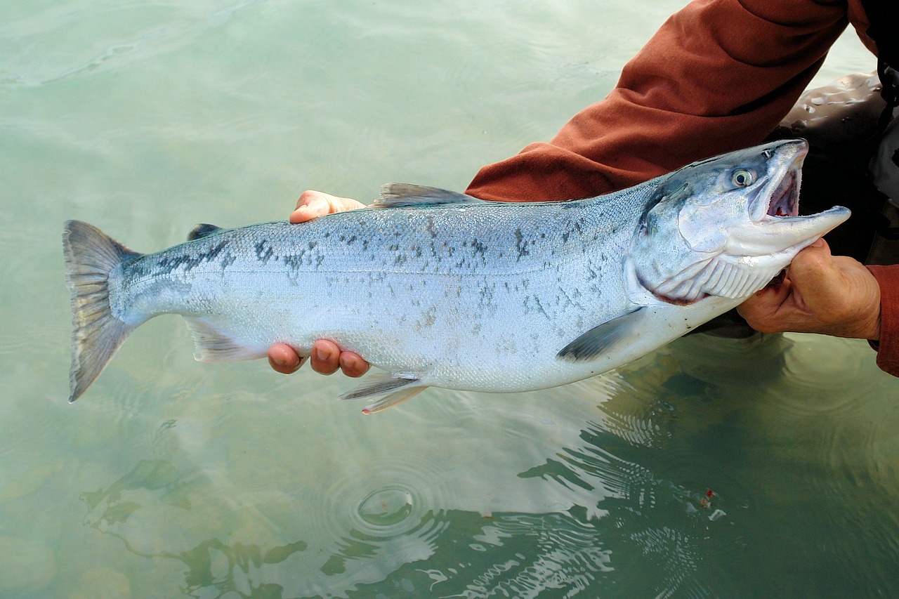 sockeye salmon kenai free photo