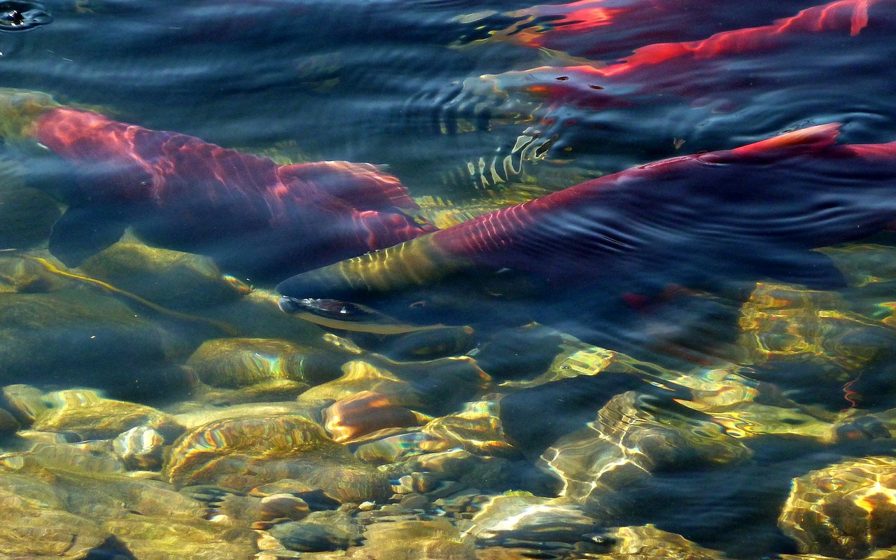 sockeye salmon adams river spawning free photo