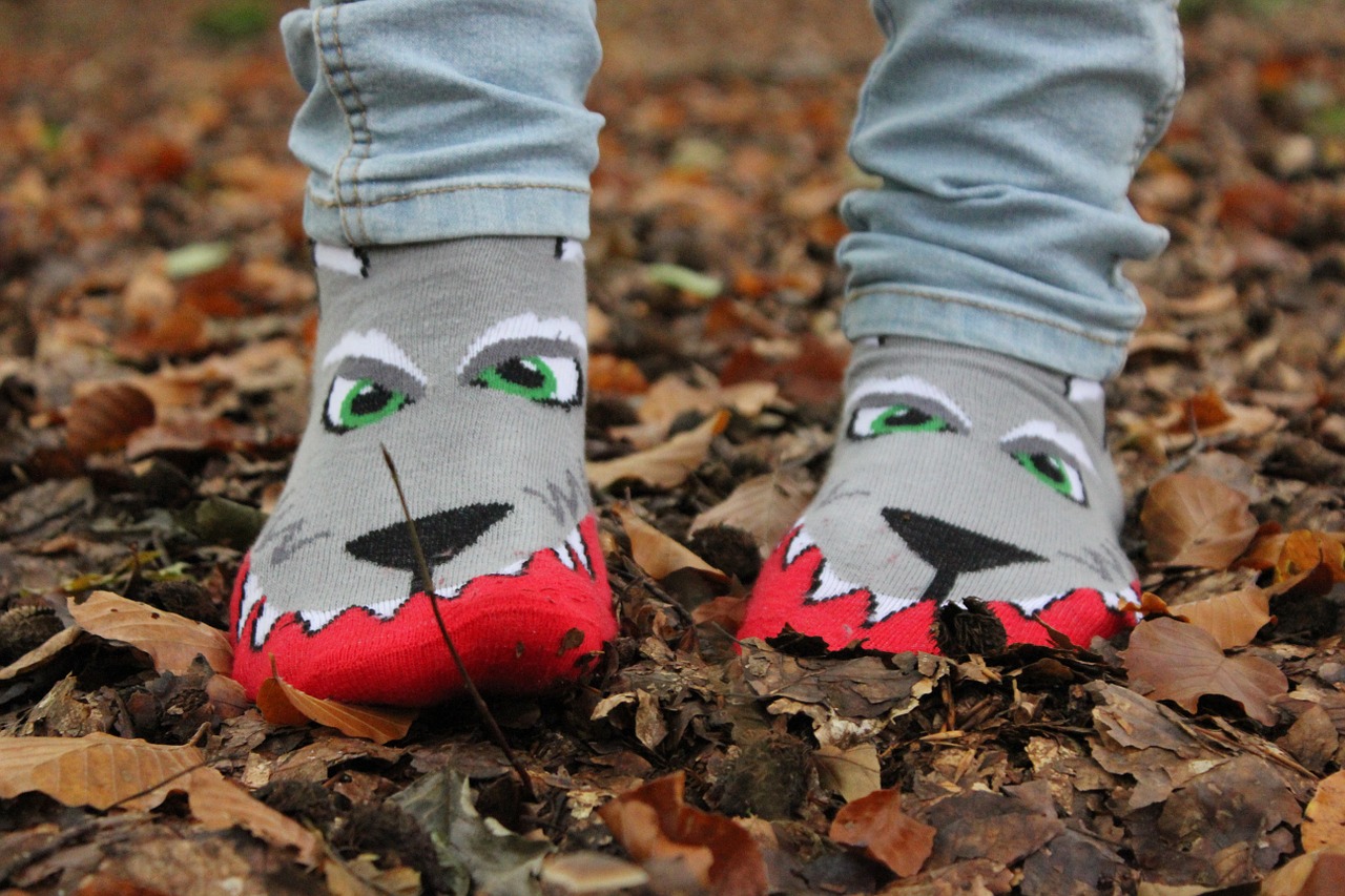 socks autumn wolf free photo