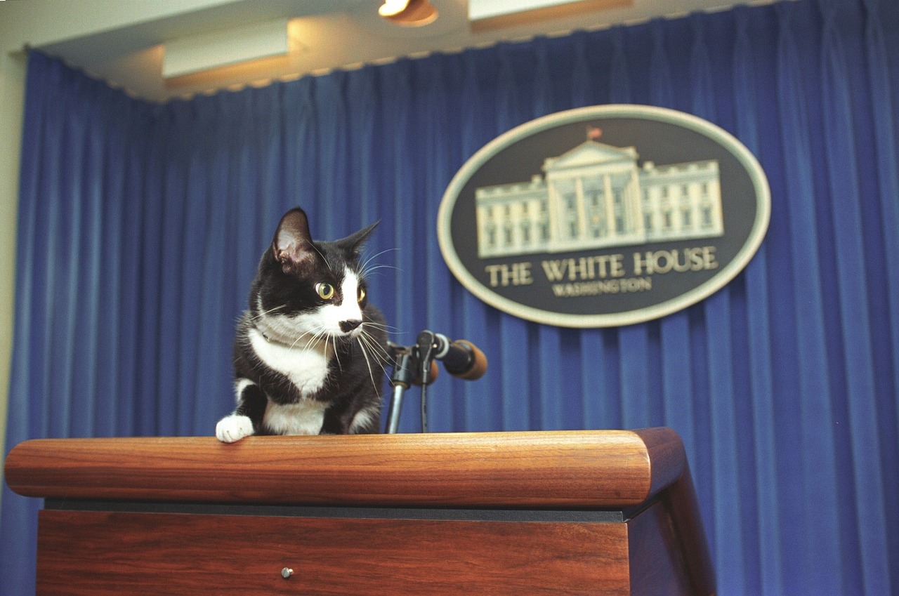 socks the cat pet white house free photo