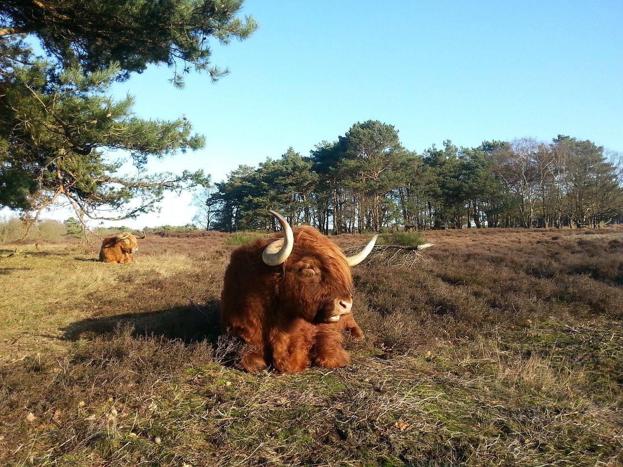 soester dunes nature beast free photo