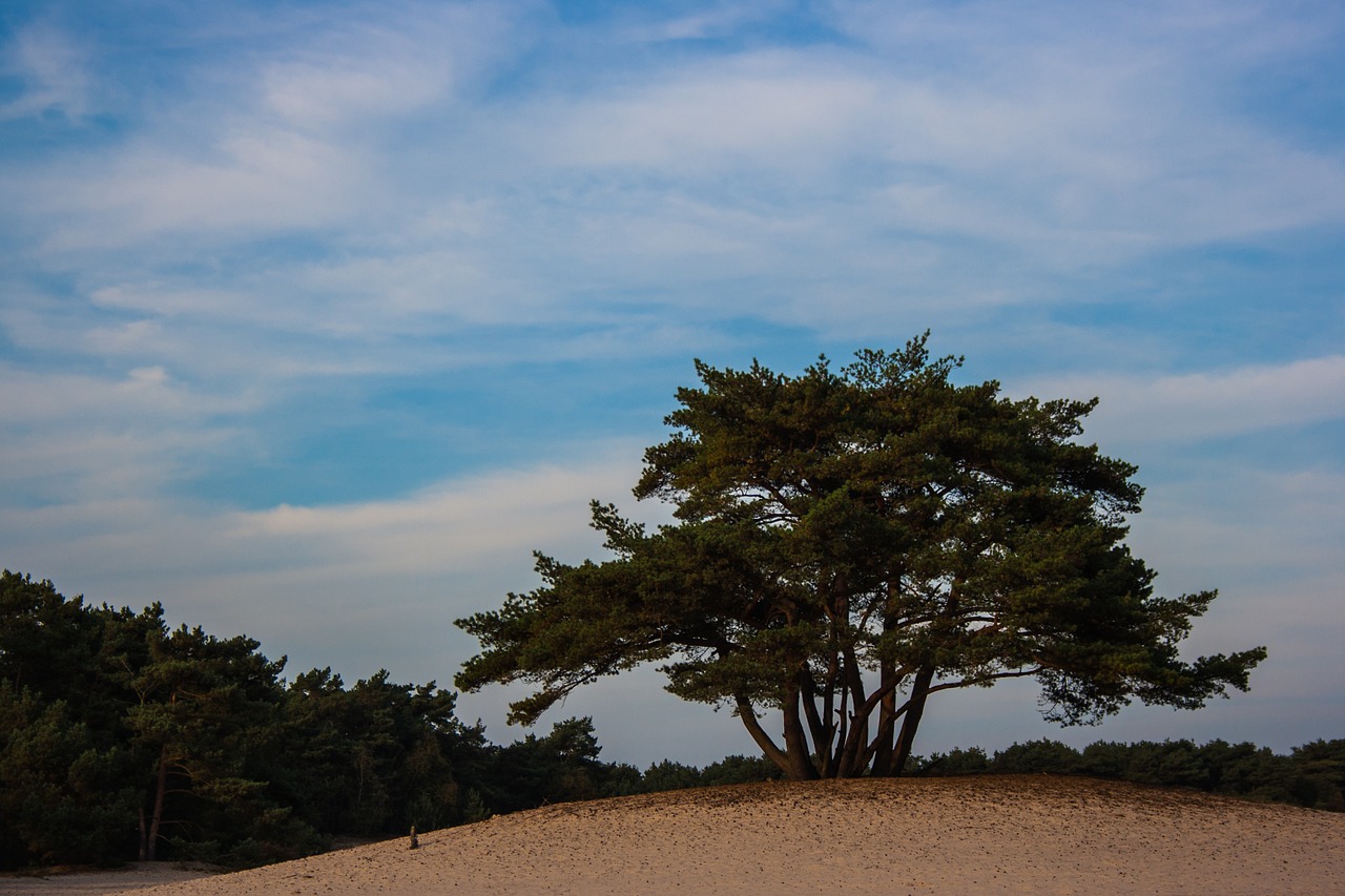 soester dunes dunes tree free photo
