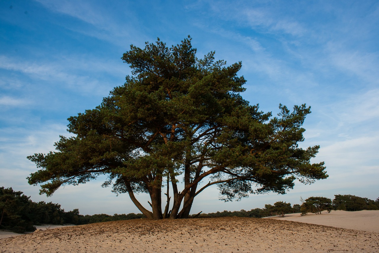 soester dunes dunes tree free photo