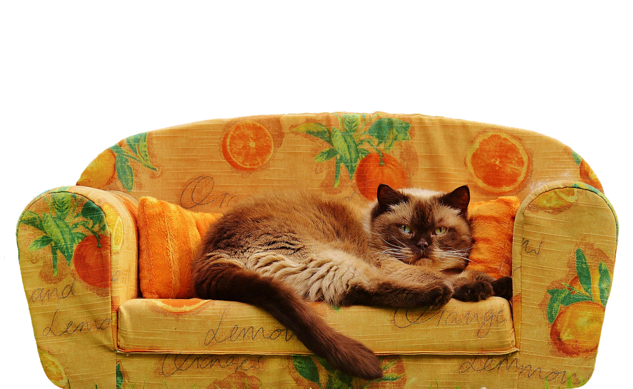 sofa couch cat free photo