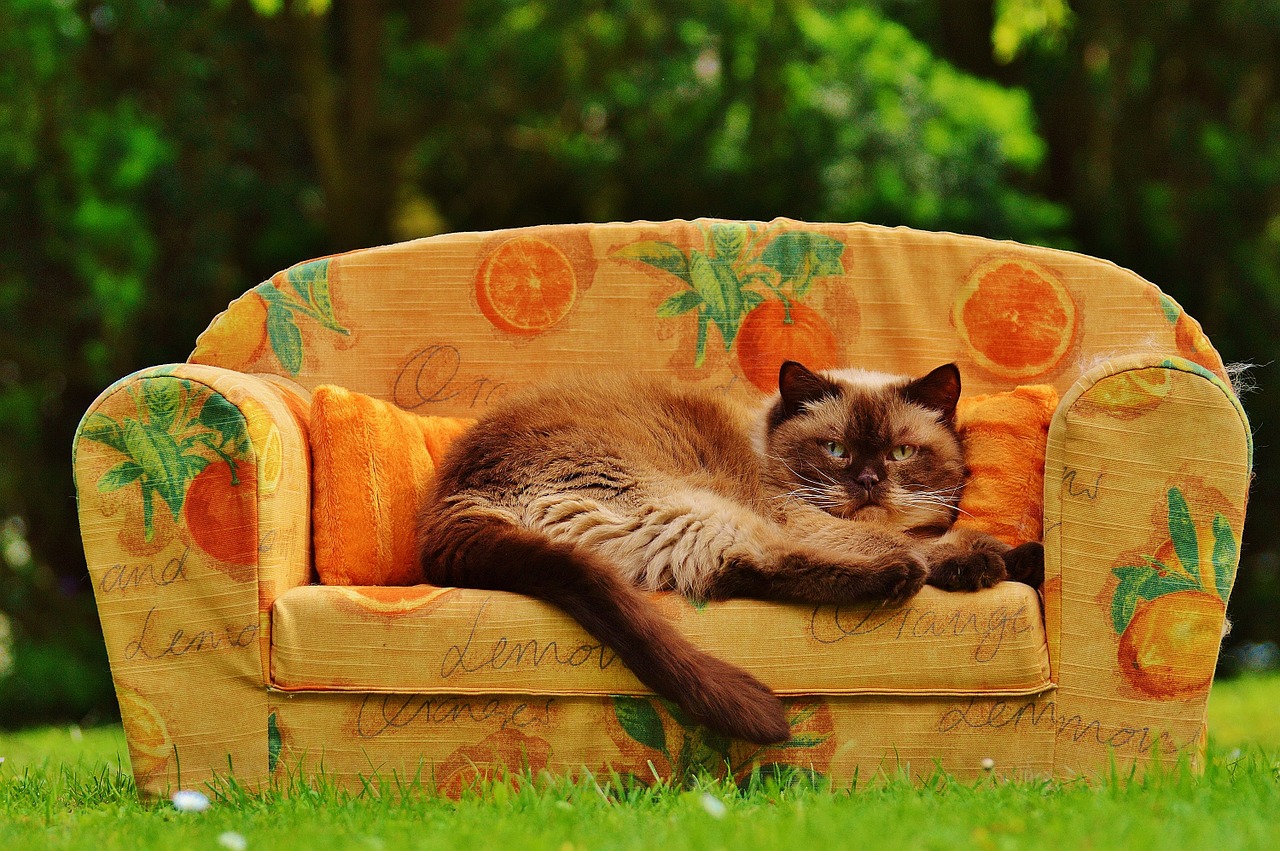 sofa couch cat free photo