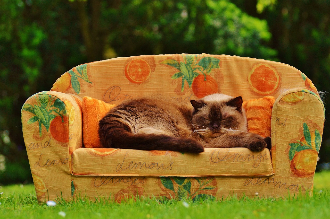 sofa couch cat free photo