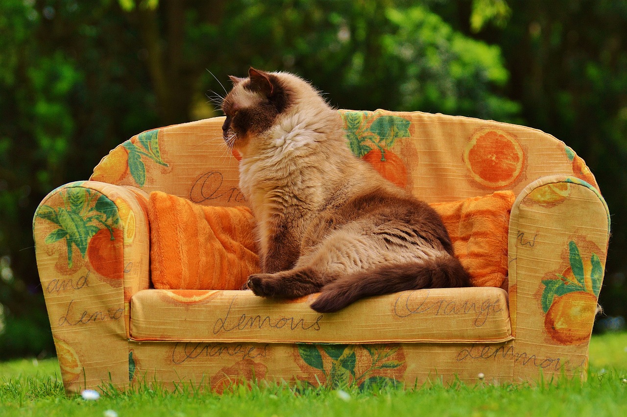 sofa couch cat free photo