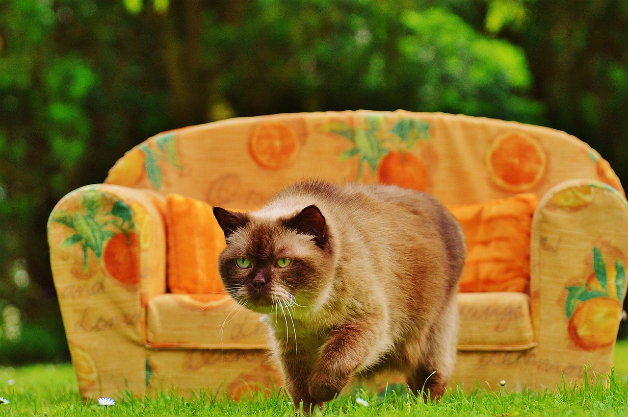 sofa couch cat free photo
