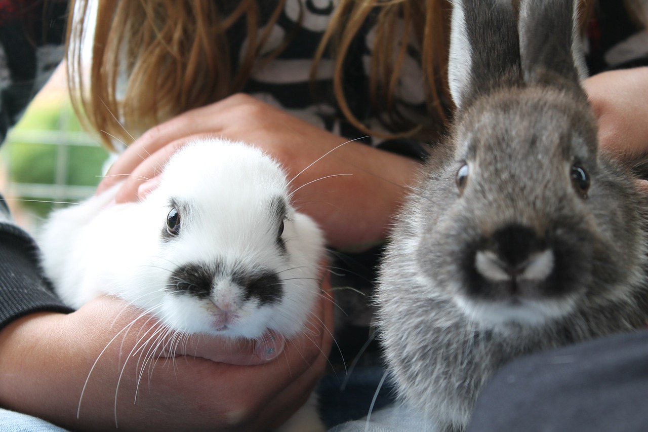 soft rabbit snout free photo