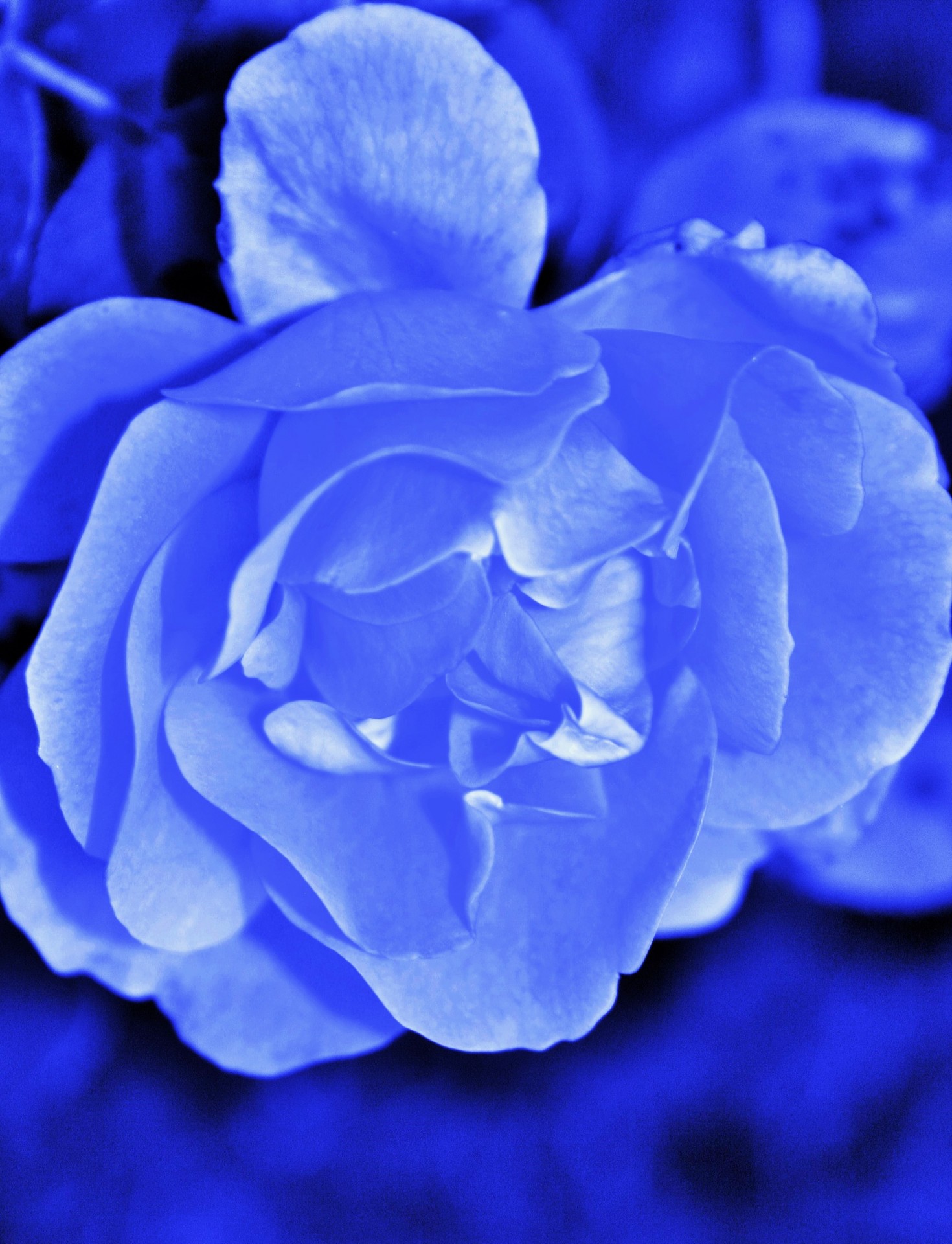flower rose tinted free photo