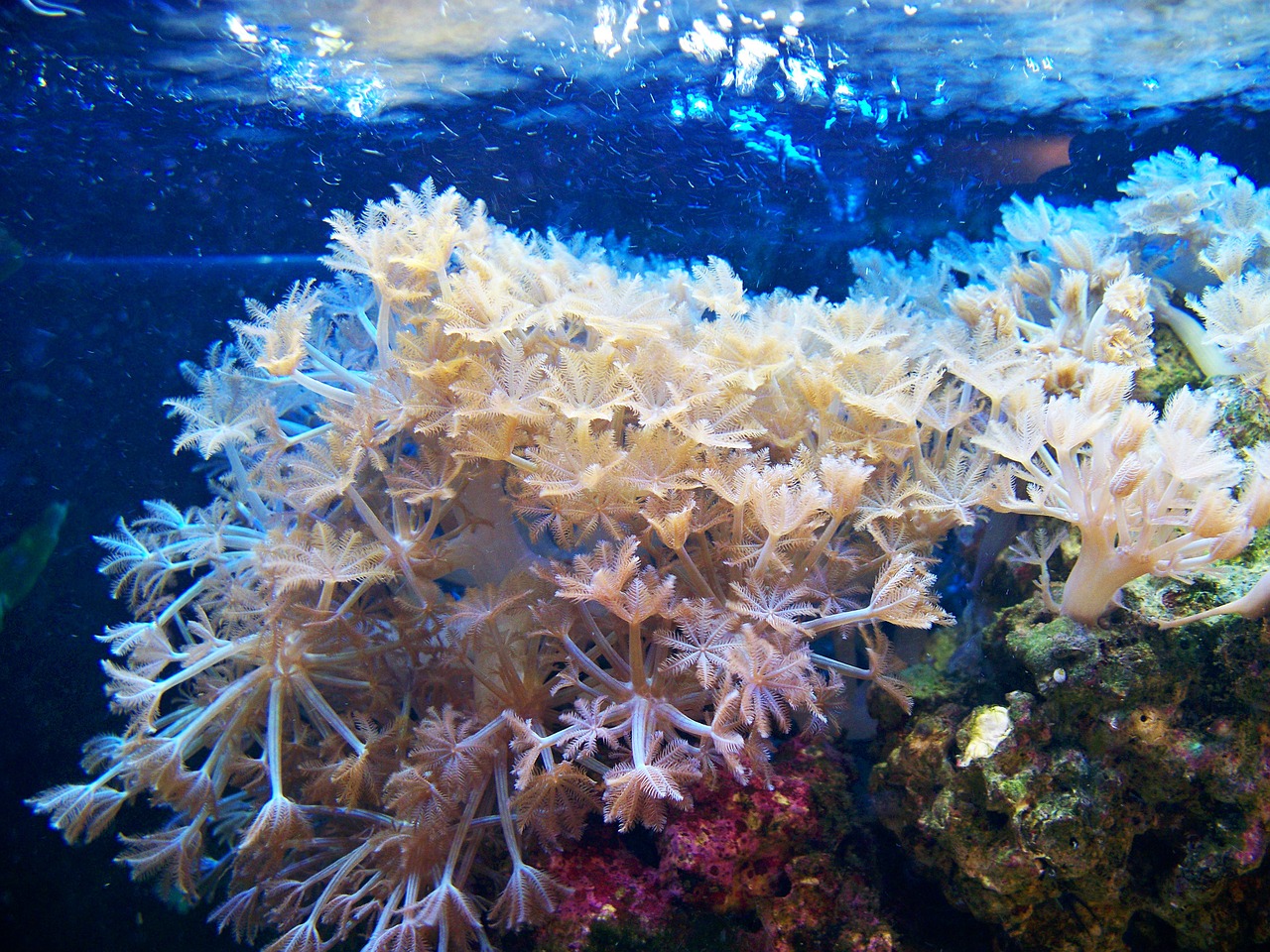 soft coral aquarium waving hands free photo
