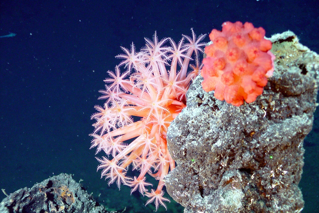 soft corals mushroom coral sea free photo