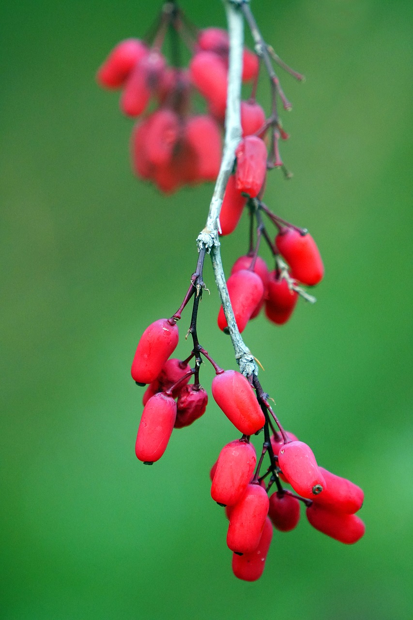 soft fruits  forest  fruits free photo