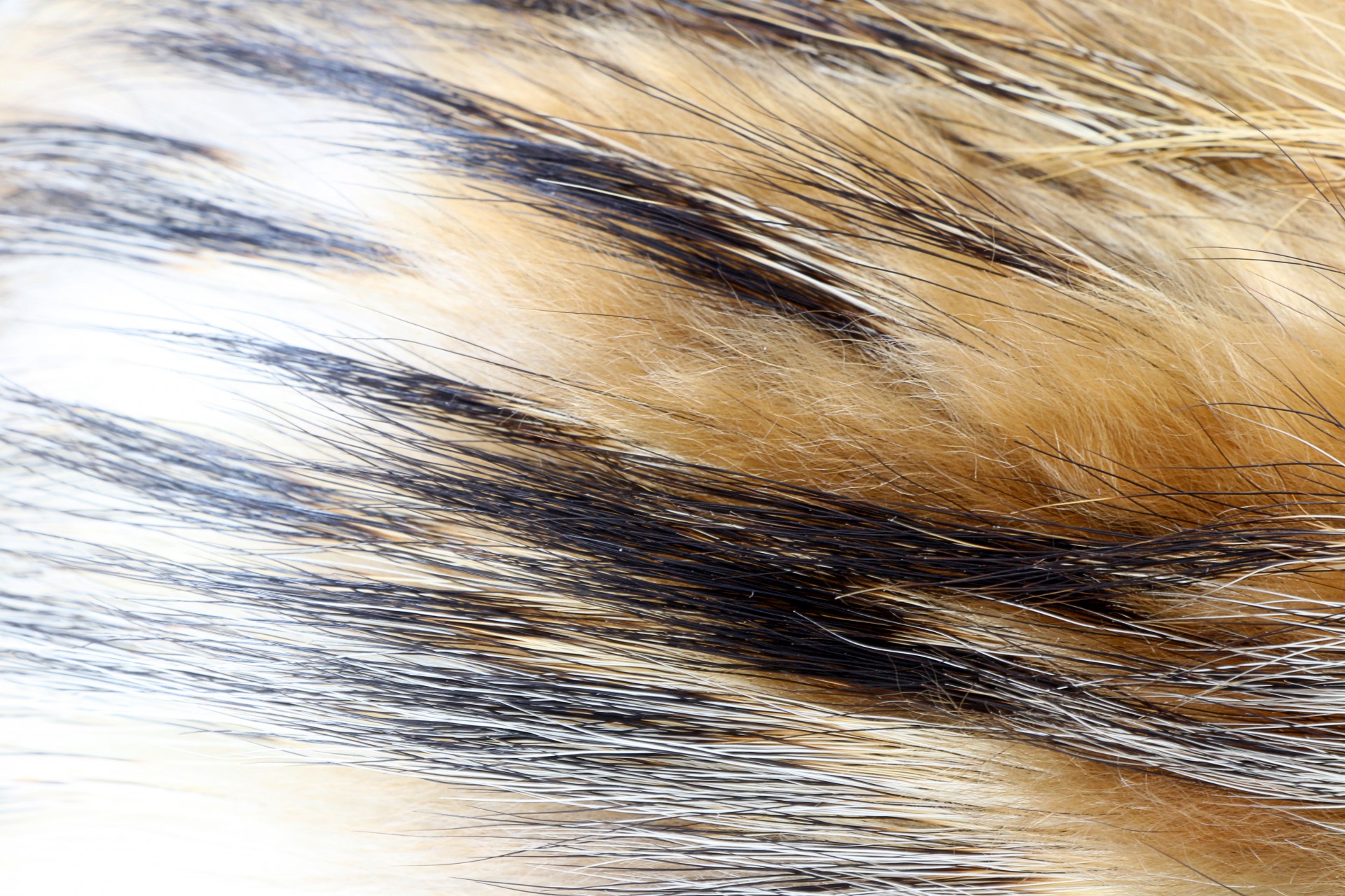 fur soft texture free photo