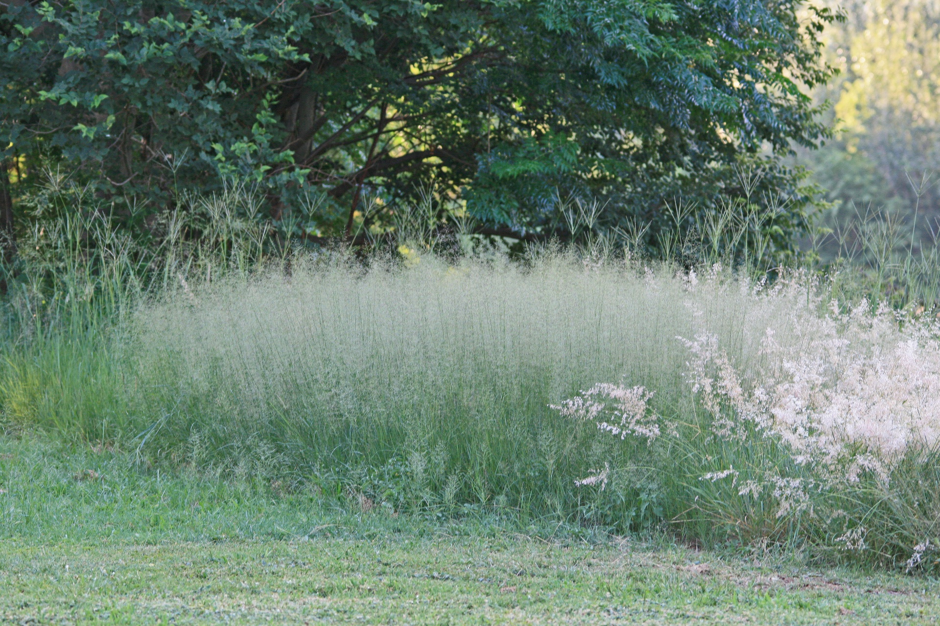 grass long veld free photo