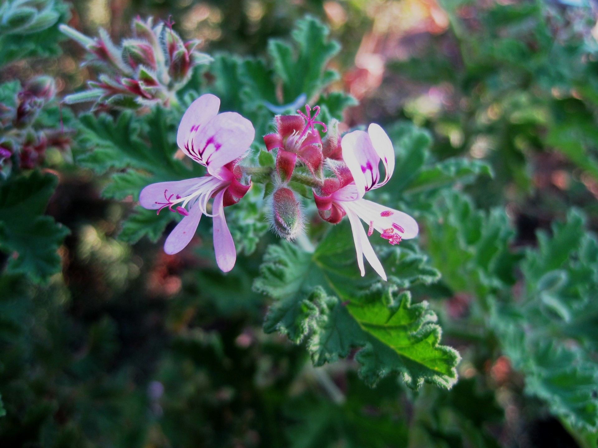 flower soft pink free photo