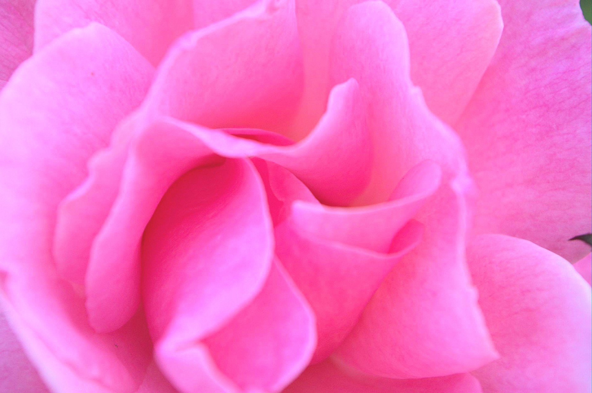 close-up pink rose free photo