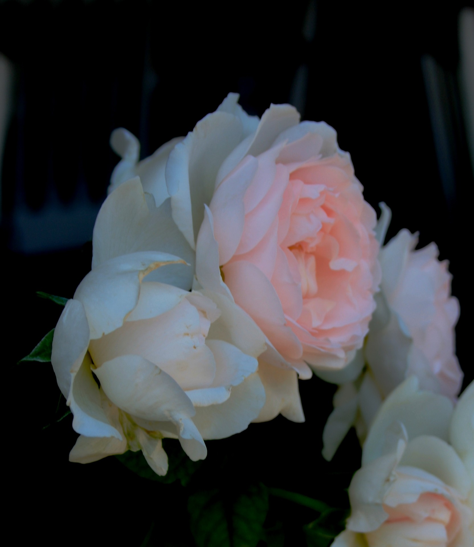 pink light bloom free photo