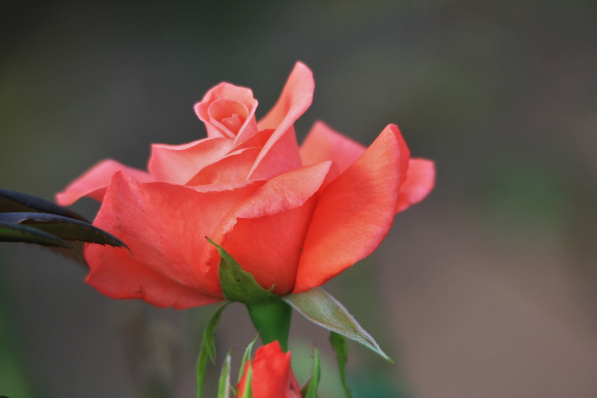 flower rose bloom free photo