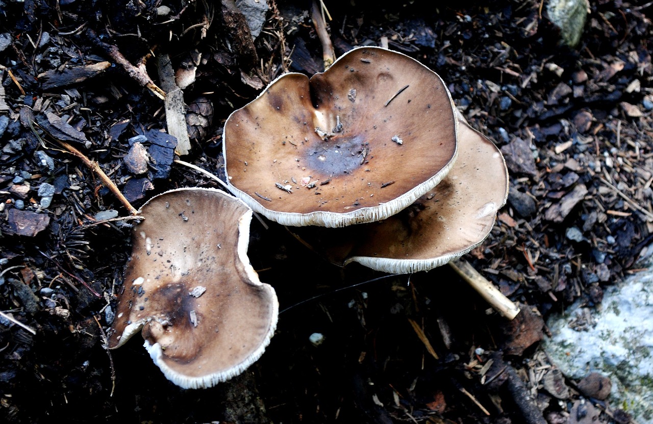 soft rutilans mushroom forest free photo
