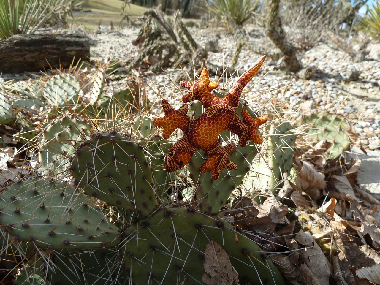 soft toy lizard cactus free photo