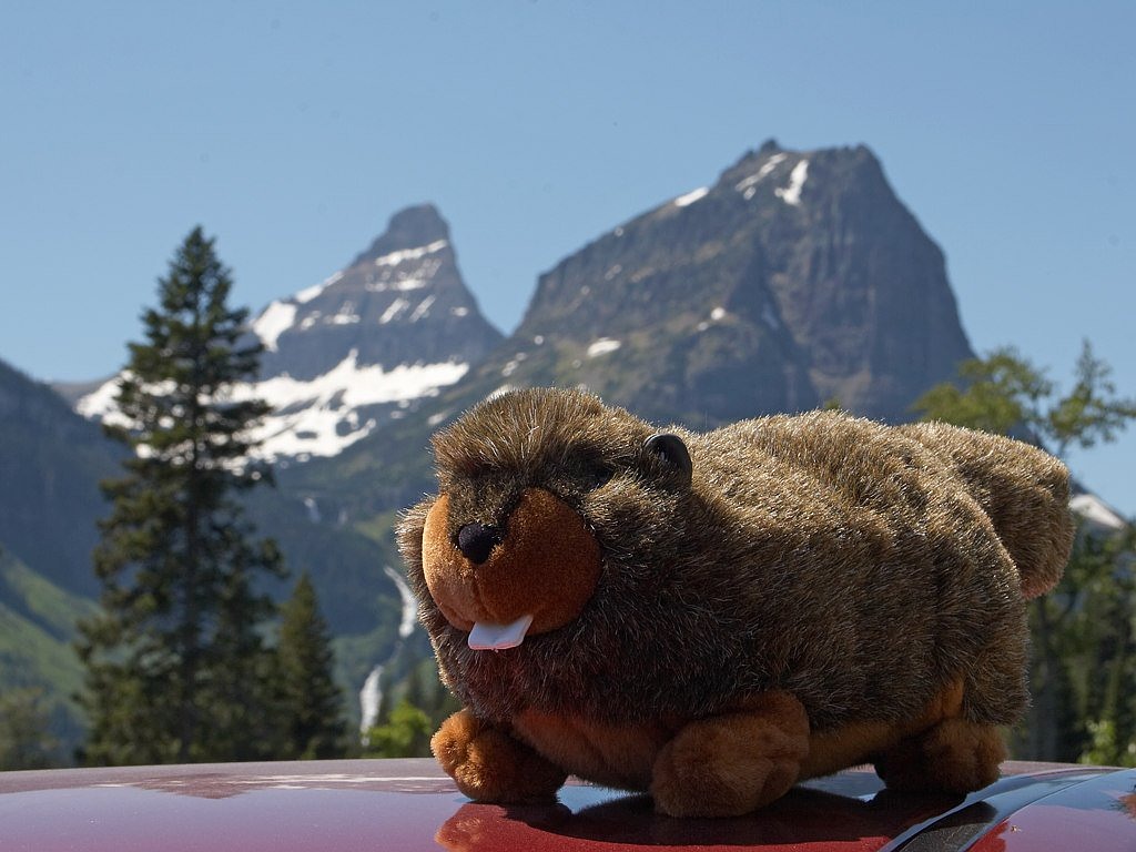 soft toy marmot mountains free photo