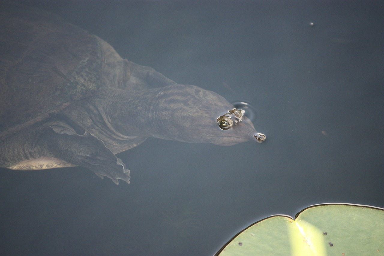 softshell turtle turtle breaching free photo