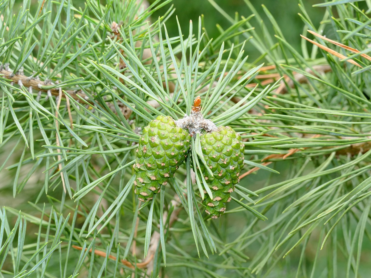 softwood pine needles pine cones free photo