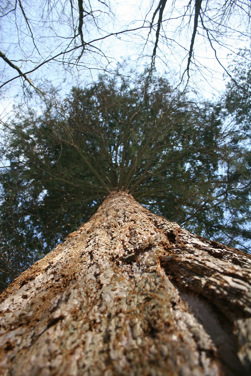 softwood tree giant sequoia free photo