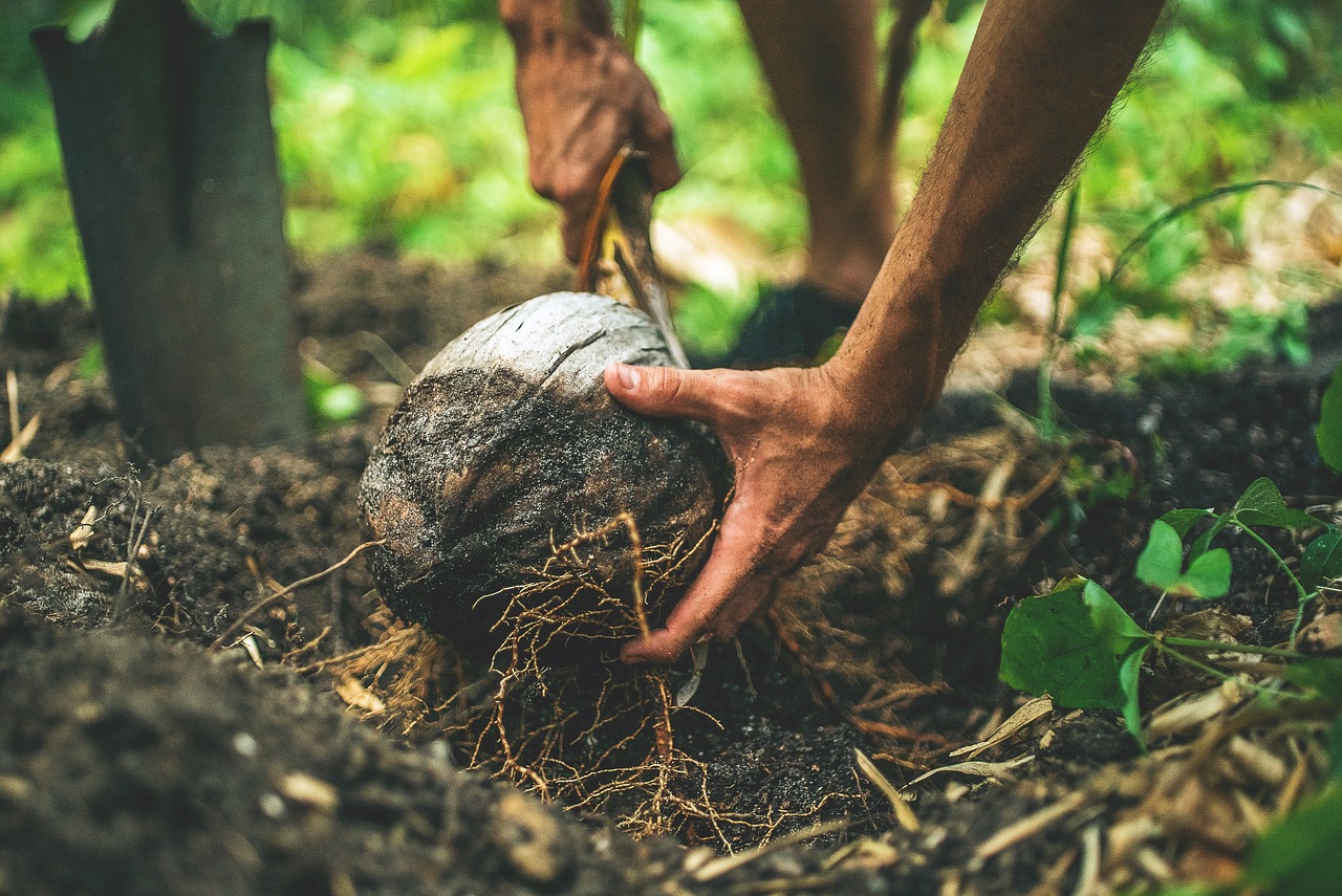 soil land environment free photo