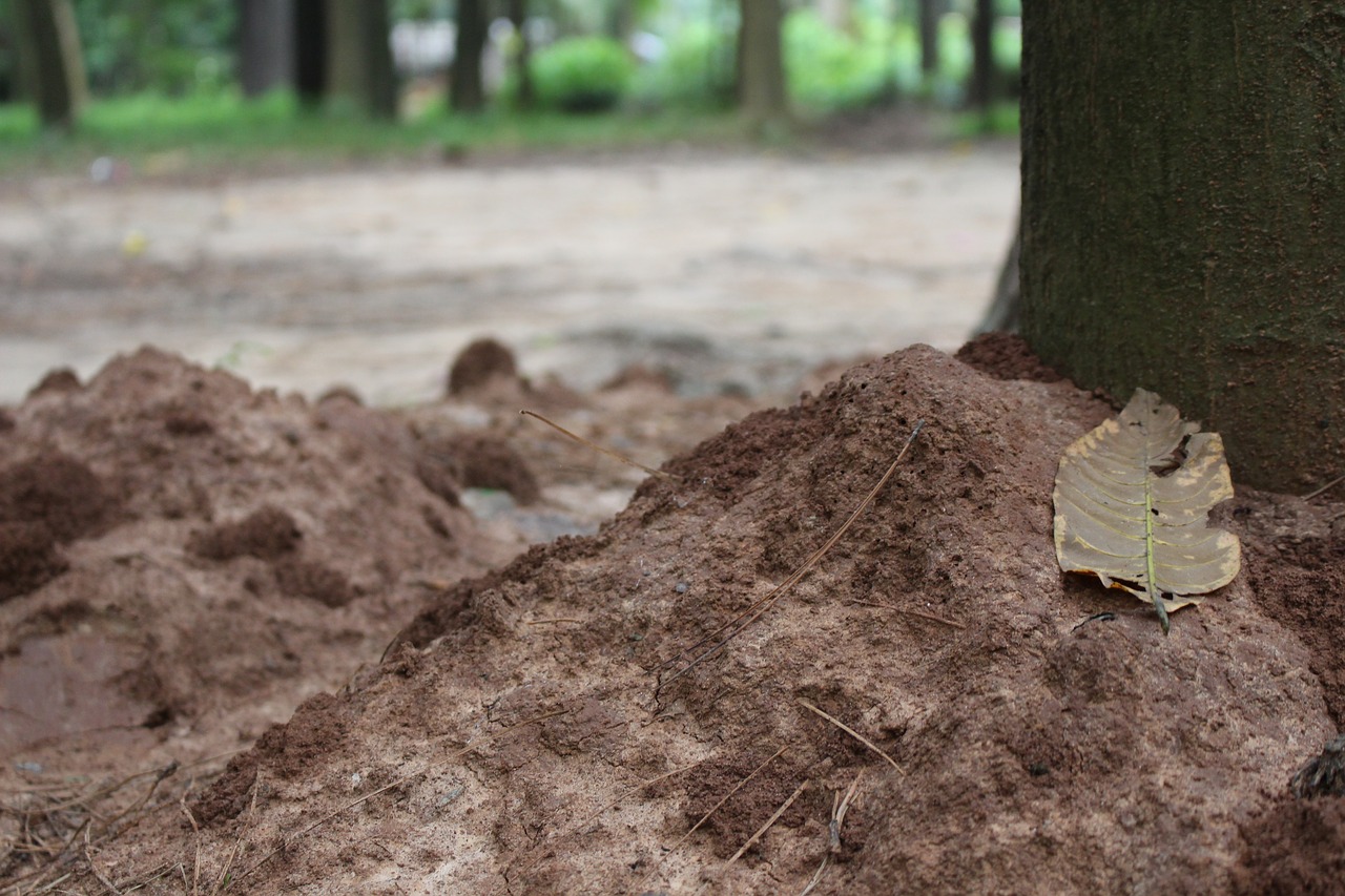 soil  nature  tree free photo