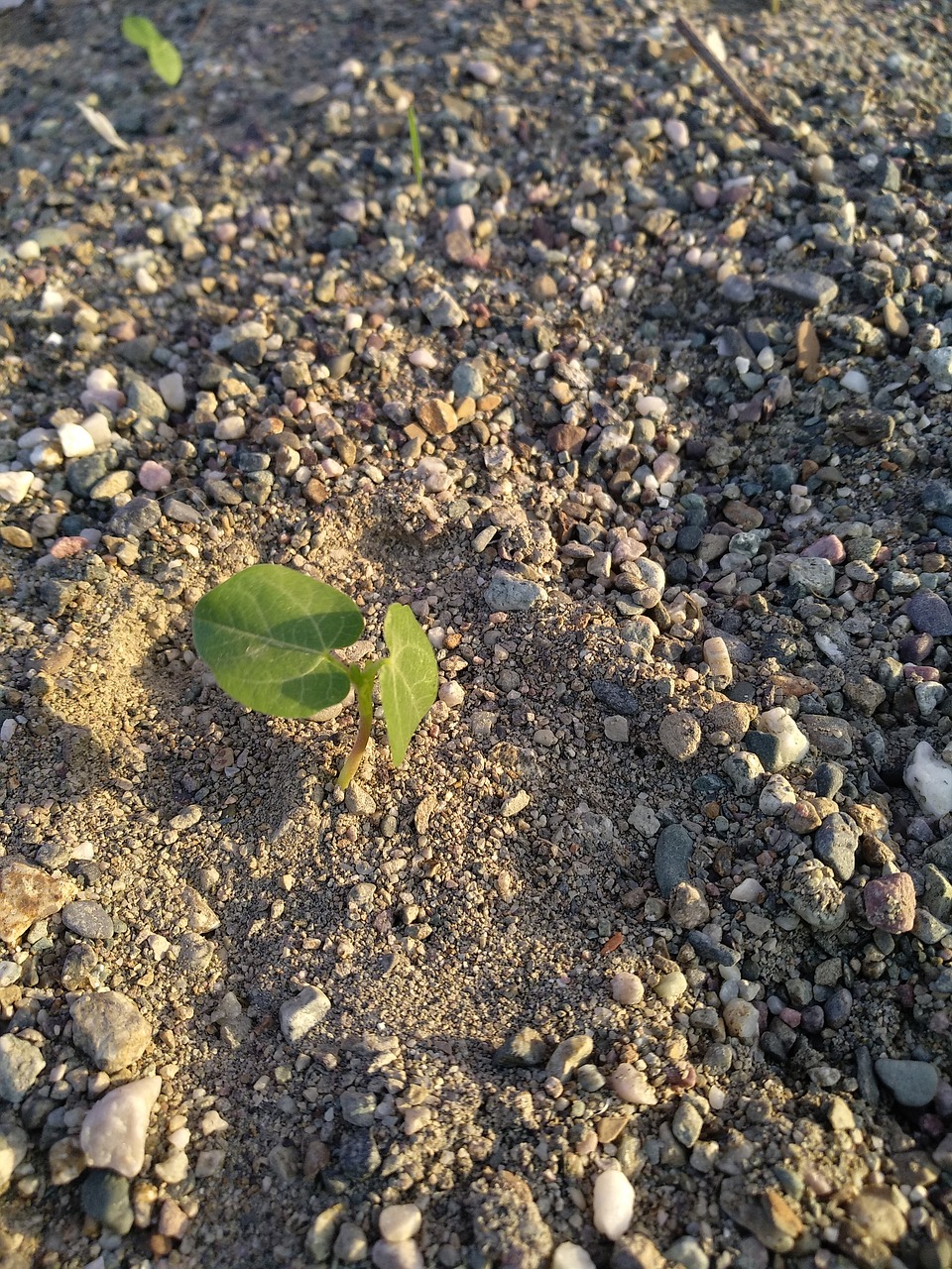 soil  nature  stone free photo