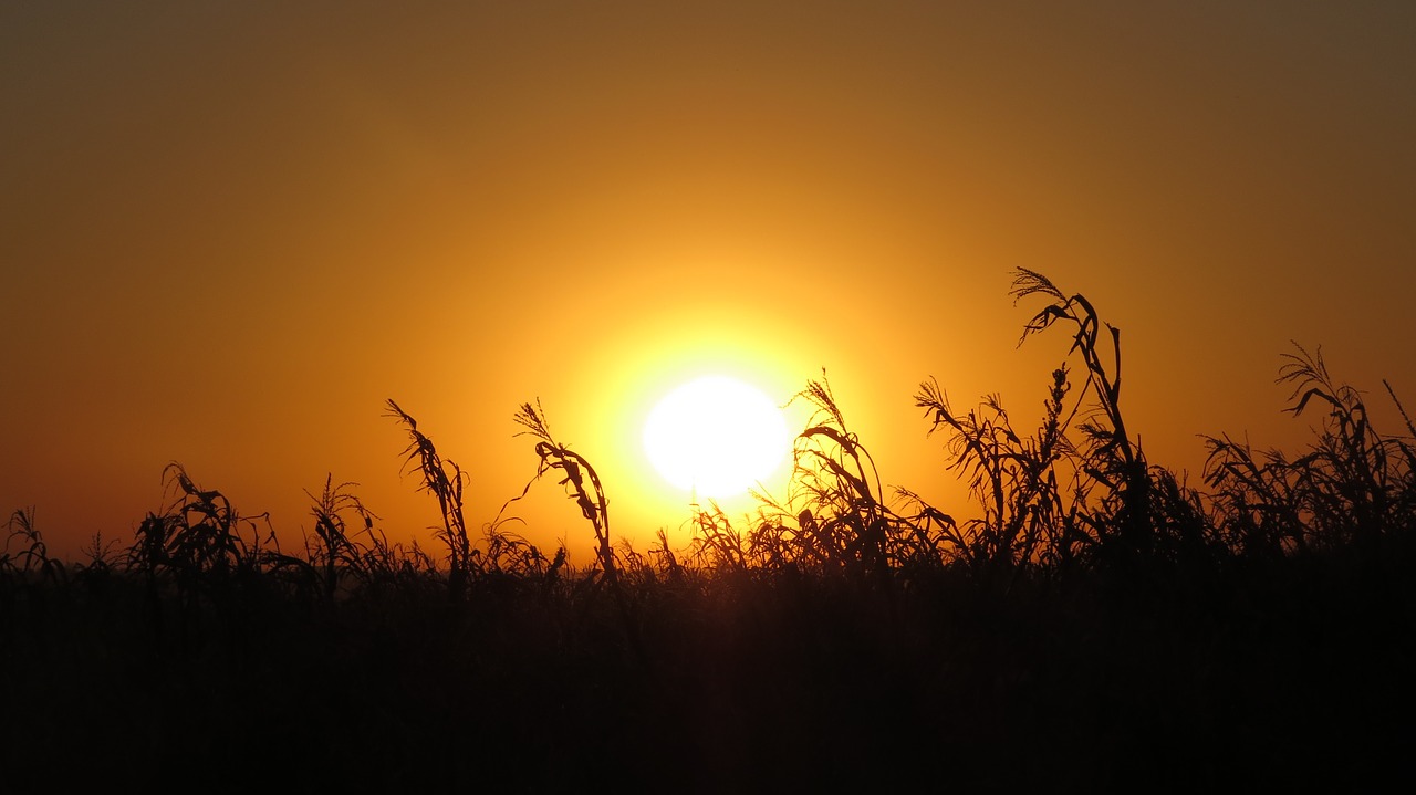 sol corn harvest free photo