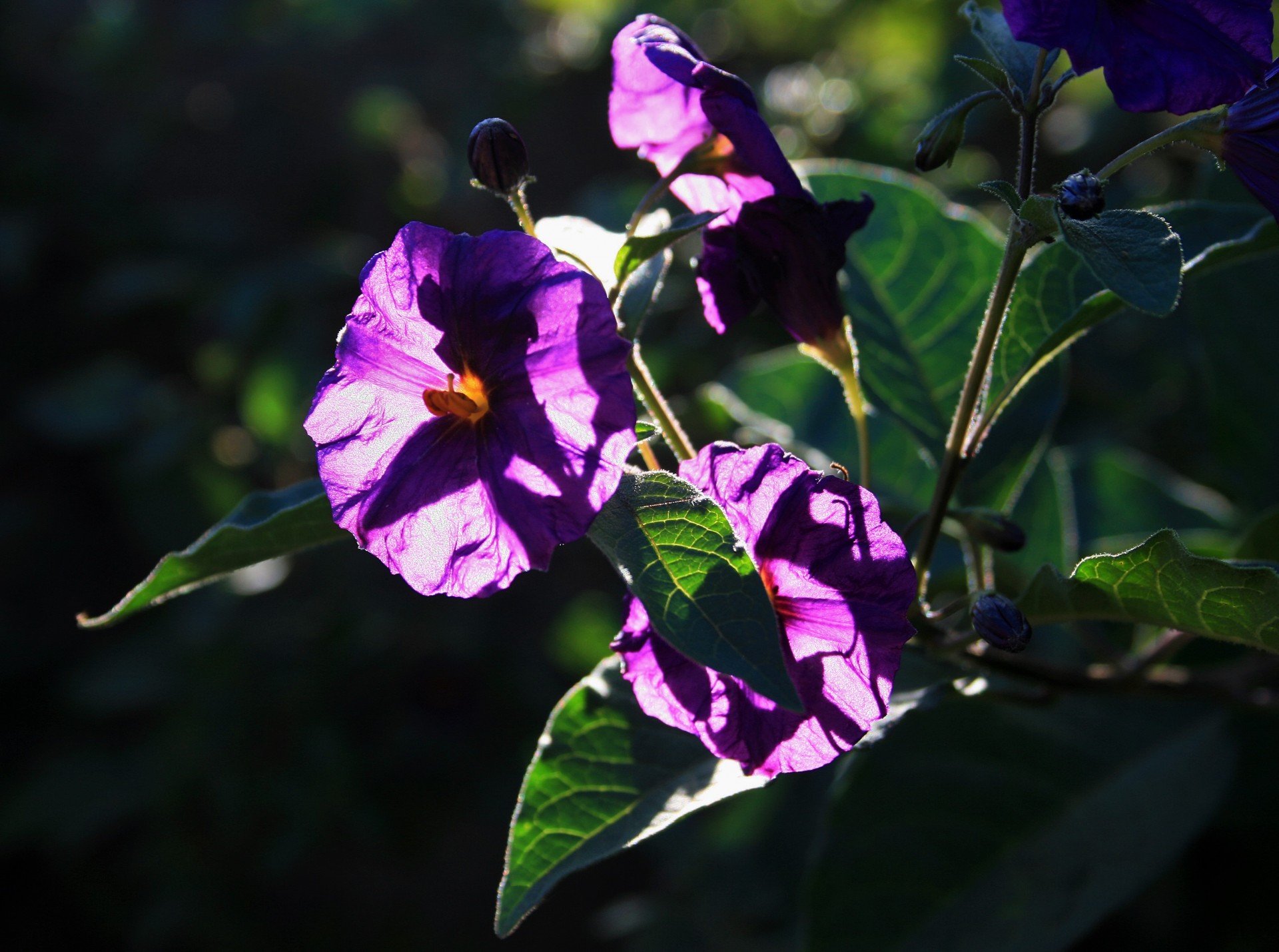 flower purple sunlight free photo