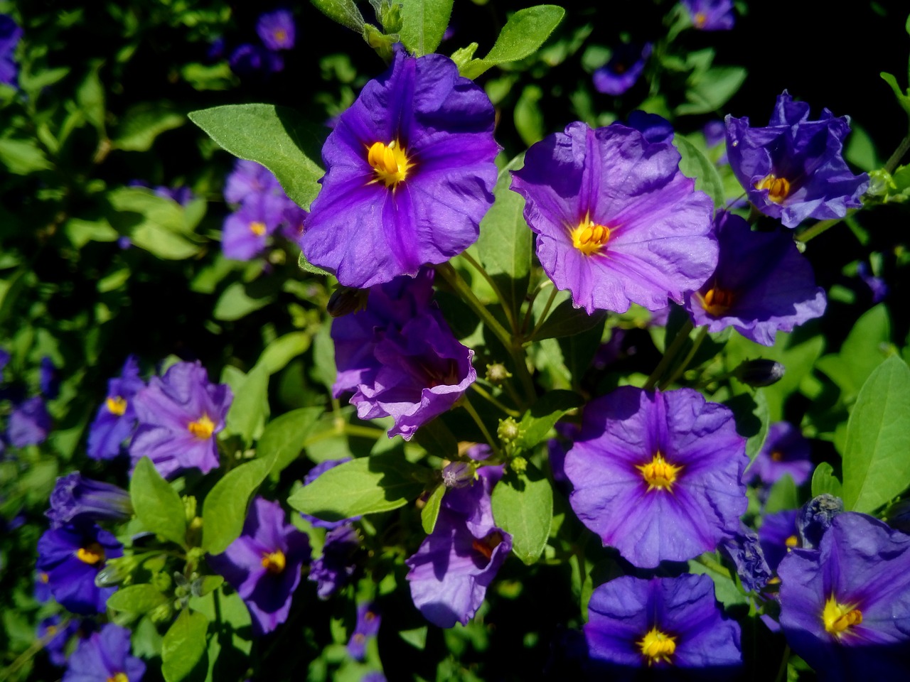 solanum rantonnetii flowers plant free photo