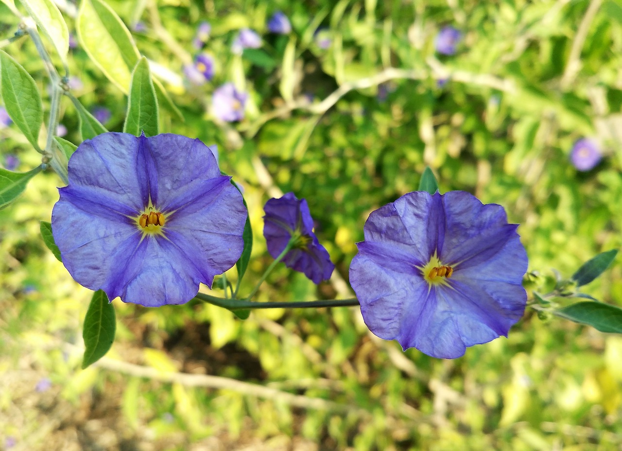 solanum rantonnetii lycianthes rantonnetii flowers free photo