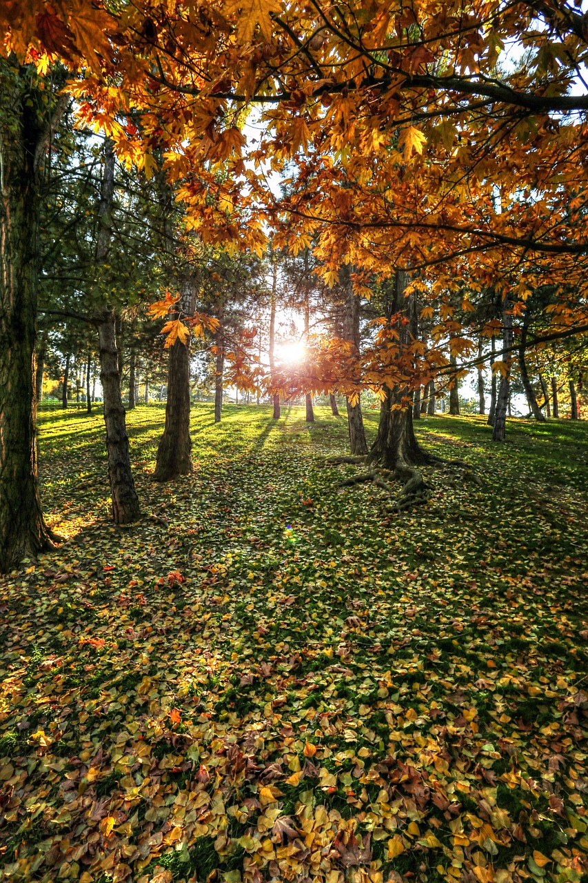 solar  forest  tree free photo