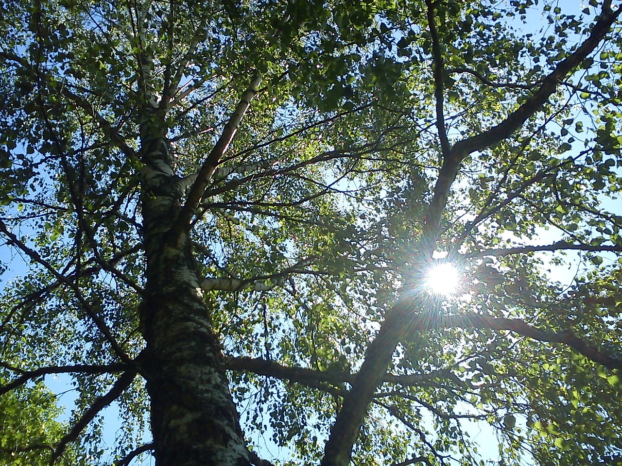 solar birch trees sunlight free photo